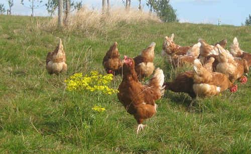 Different stocking rates for free-range egg farms could short change consumers. Different stocking rates for free-range egg farms could short change consumers.